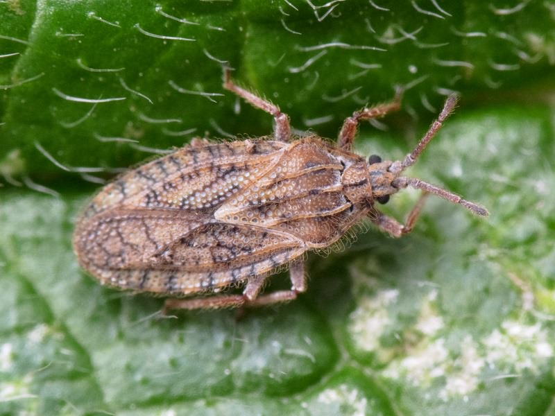 Tingis (Neolasiotropis) pilosa (Hummel, 1825)